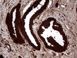 AGR2 Antibody in Immunohistochemistry (Paraffin) (IHC (P))