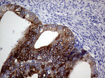 AGR2 Antibody in Immunohistochemistry (Paraffin) (IHC (P))