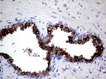 AGR2 Antibody in Immunohistochemistry (Paraffin) (IHC (P))