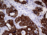 AGR2 Antibody in Immunohistochemistry (Paraffin) (IHC (P))