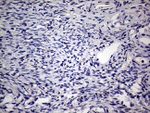 AGR2 Antibody in Immunohistochemistry (Paraffin) (IHC (P))