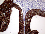 AGR2 Antibody in Immunohistochemistry (Paraffin) (IHC (P))