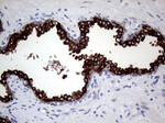 AGR2 Antibody in Immunohistochemistry (Paraffin) (IHC (P))