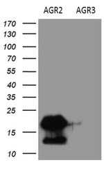 AGR2 Antibody in Western Blot (WB)