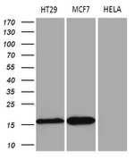 AGR2 Antibody in Western Blot (WB)