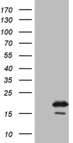 AGR2 Antibody in Western Blot (WB)