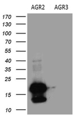 AGR2 Antibody in Western Blot (WB)