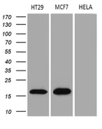 AGR2 Antibody in Western Blot (WB)