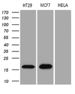 AGR2 Antibody in Western Blot (WB)