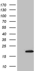 AGR2 Antibody in Western Blot (WB)