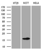 AGR2 Antibody in Western Blot (WB)