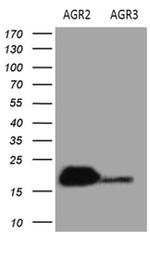 AGR2 Antibody in Western Blot (WB)