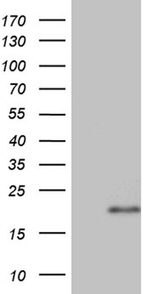 AGR2 Antibody in Western Blot (WB)