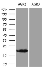 AGR2 Antibody in Western Blot (WB)