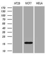 AGR2 Antibody in Western Blot (WB)