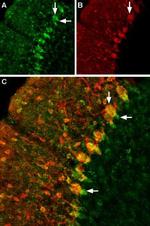 GABA Transporter 1 (GAT-1) (extracellular) Antibody in Immunohistochemistry (IHC)