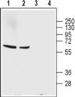 GABA Transporter 1 (GAT-1) (extracellular) Antibody in Western Blot (WB)