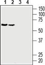 GLUT3 (extracellular) Antibody in Western Blot (WB)