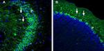 GLUT5 (SLC2A5) Antibody in Immunohistochemistry (Frozen) (IHC (F))