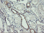 AGTPBP1 Antibody in Immunohistochemistry (Paraffin) (IHC (P))