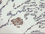 AGTPBP1 Antibody in Immunohistochemistry (Paraffin) (IHC (P))