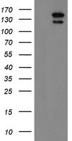 AGTPBP1 Antibody in Western Blot (WB)