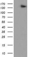 AGTPBP1 Antibody in Western Blot (WB)