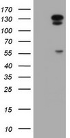 AGTPBP1 Antibody in Western Blot (WB)