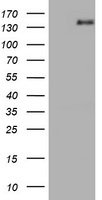 AGTPBP1 Antibody in Western Blot (WB)