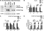 Tau (Cleaved Asp421, Asp422) Antibody in Western Blot (WB)