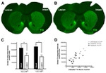 alpha Synuclein Antibody in Immunohistochemistry - Free Floating (IHC (Free))