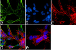 alpha Synuclein Antibody in Immunocytochemistry (ICC/IF)