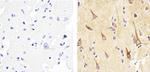 alpha Synuclein Antibody in Immunohistochemistry (Paraffin) (IHC (P))