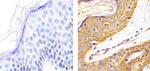 alpha Synuclein Antibody in Immunohistochemistry (Paraffin) (IHC (P))