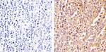 IL-6 Antibody in Immunohistochemistry (Paraffin) (IHC (P))