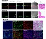 IL-8 (CXCL8) Antibody in Immunohistochemistry (Frozen) (IHC (F))