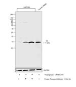 IL-8 (CXCL8) Antibody in Western Blot (WB)