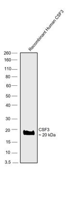 G-CSF Antibody in Western Blot (WB)