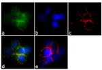 G-CSF Antibody in Immunocytochemistry (ICC/IF)