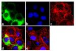 Cyclin D1 Antibody in Immunocytochemistry (ICC/IF)