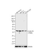 Cyclin D1 Antibody in Western Blot (WB)