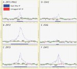 c-Myc Antibody in ChIP Assay (ChIP)