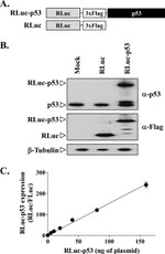 p53 Antibody in Western Blot (WB)