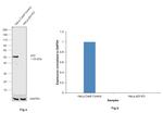 p53 Antibody