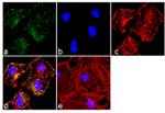 Paxillin Antibody in Immunocytochemistry (ICC/IF)