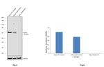 Paxillin Antibody