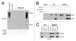 EIF2S1 Antibody in Western Blot (WB)