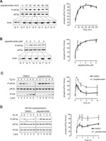 EIF2S1 Antibody in Western Blot (WB)