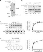 EIF2S1 Antibody in Western Blot (WB)