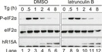 EIF2S1 Antibody in Western Blot (WB)